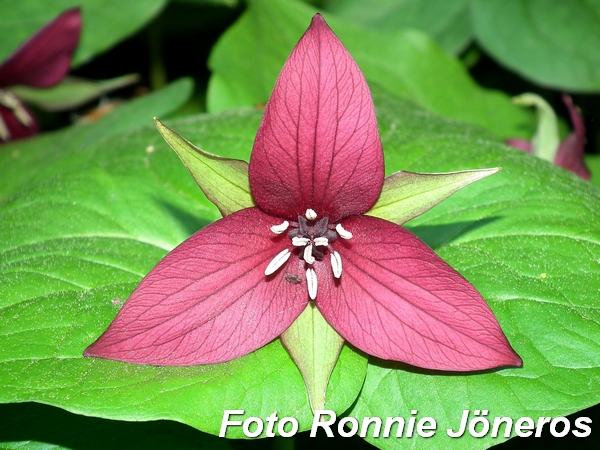 trillium 